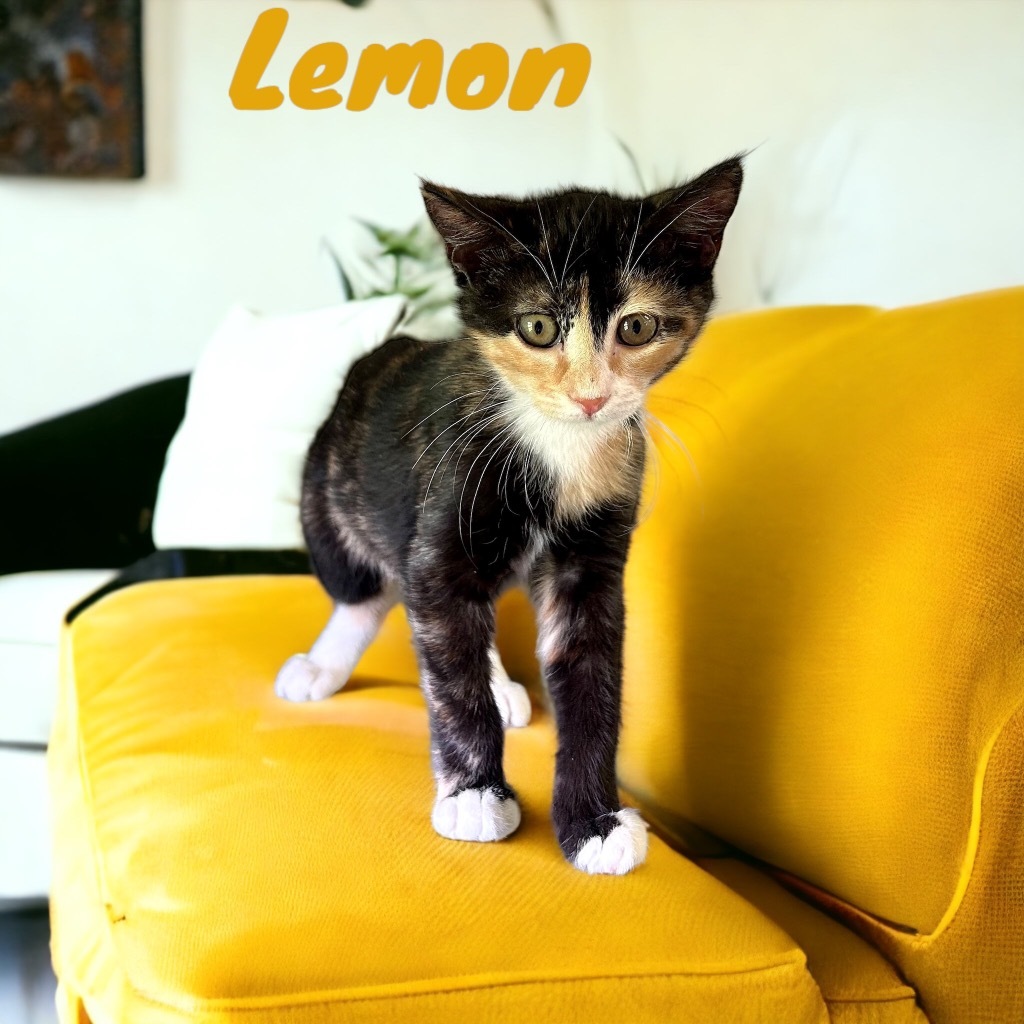 Lemon, an adoptable Calico in Nashville, GA, 31639 | Photo Image 2