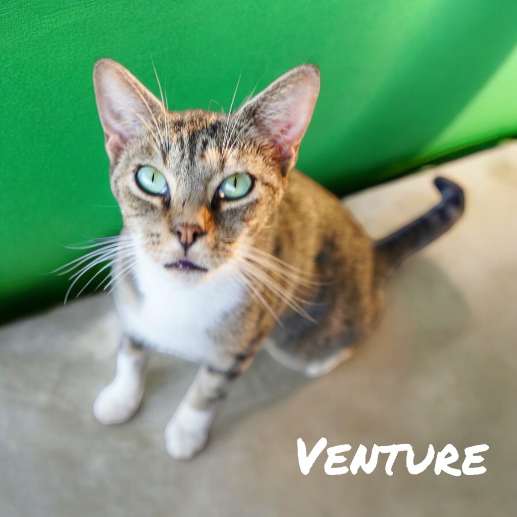 Venture, an adoptable Domestic Short Hair in Nashville, GA, 31639 | Photo Image 1