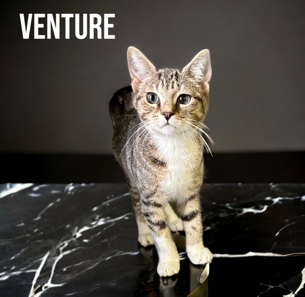 Venture, an adoptable Domestic Short Hair in Nashville, GA, 31639 | Photo Image 2