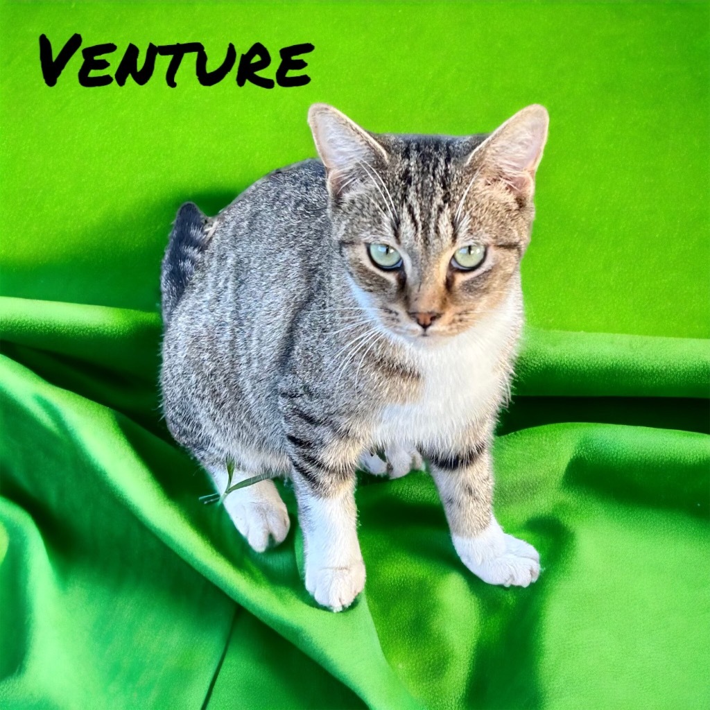 Venture, an adoptable Domestic Short Hair in Nashville, GA, 31639 | Photo Image 3