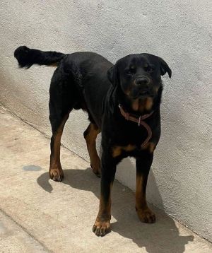 Zeus, Adult Male unknown
