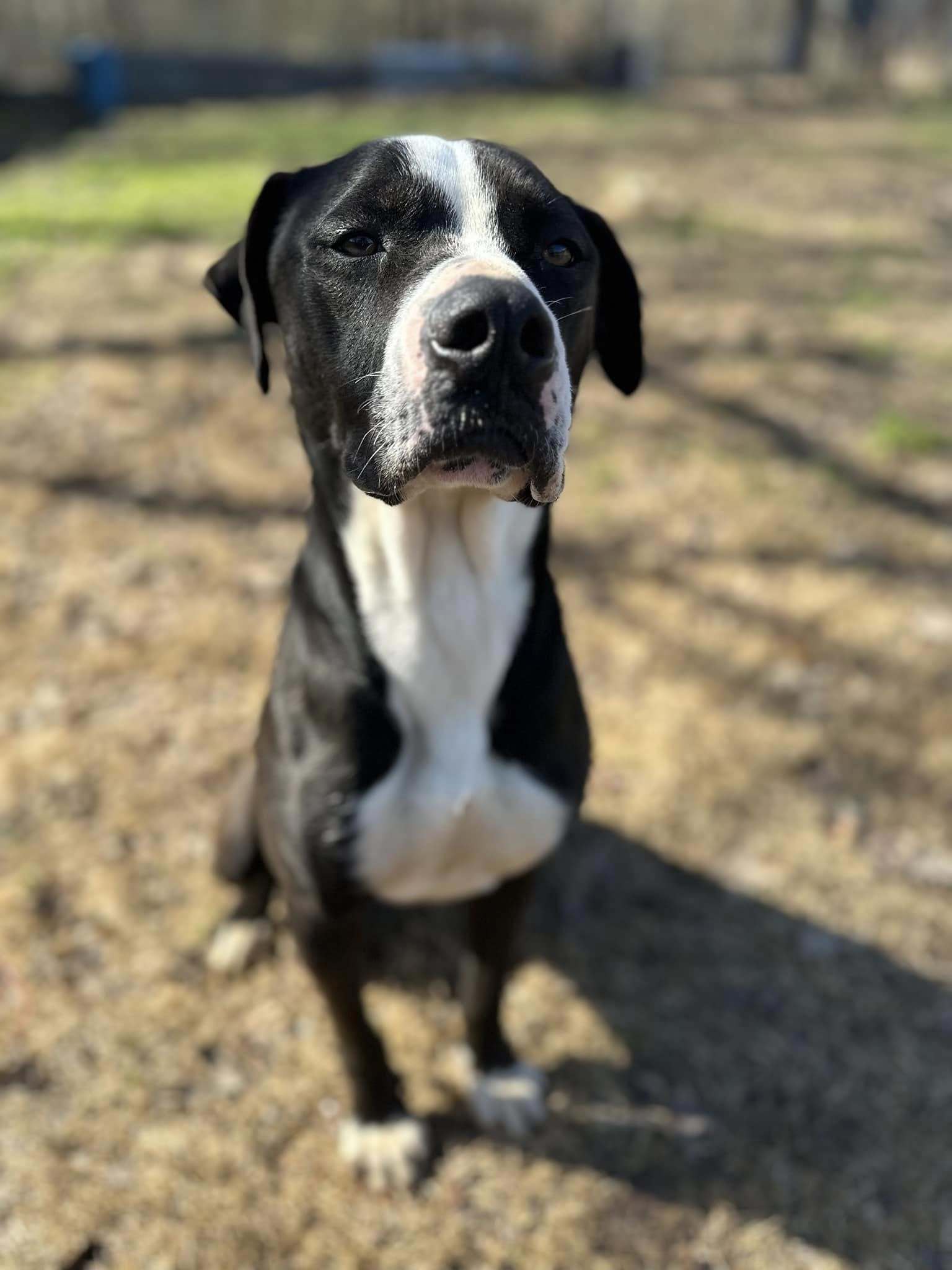 Cash, an adoptable Mountain Cur, Labrador Retriever in Shreveport, LA, 71119 | Photo Image 1