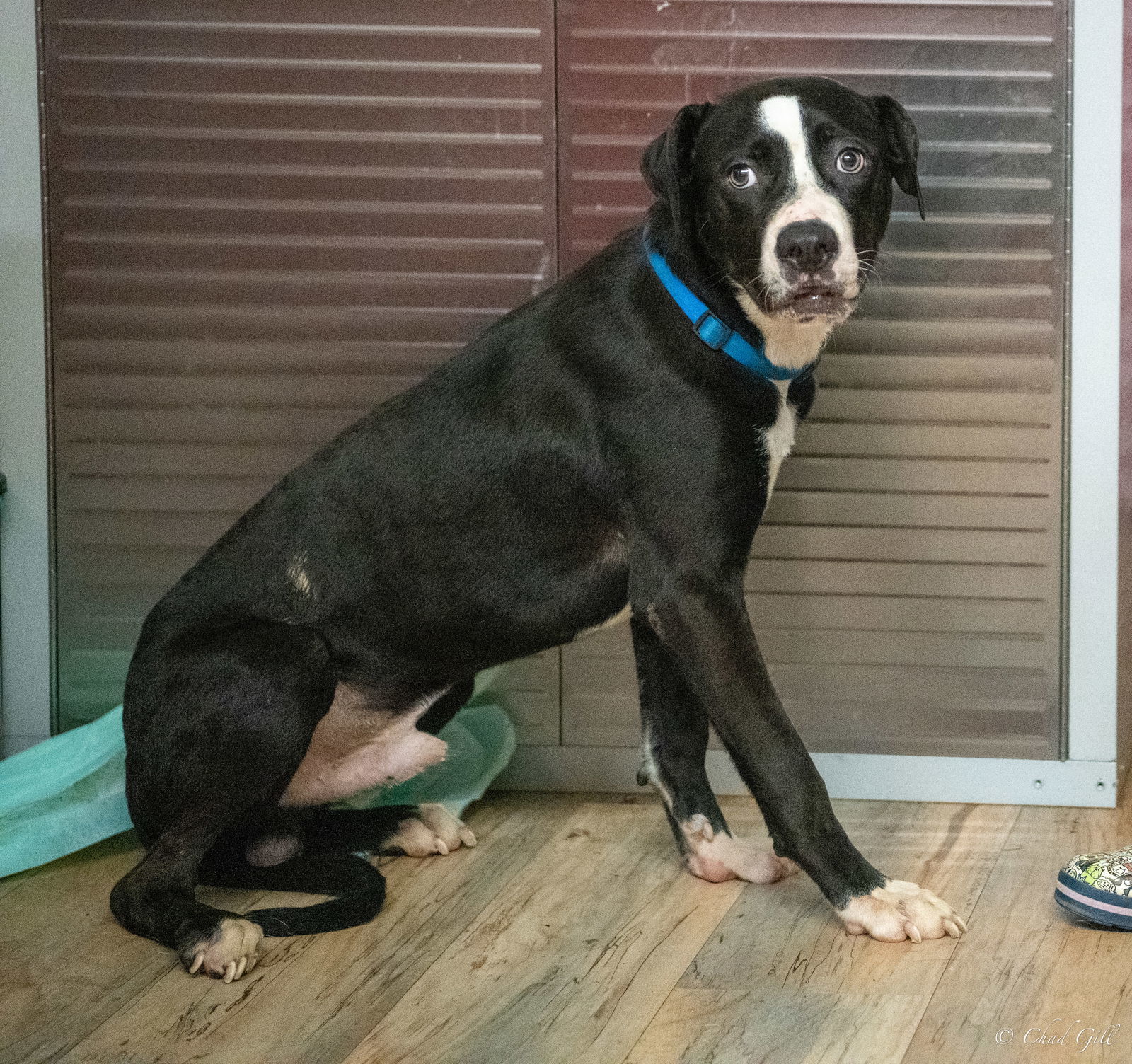 Cash, an adoptable Mountain Cur, Labrador Retriever in Shreveport, LA, 71119 | Photo Image 2