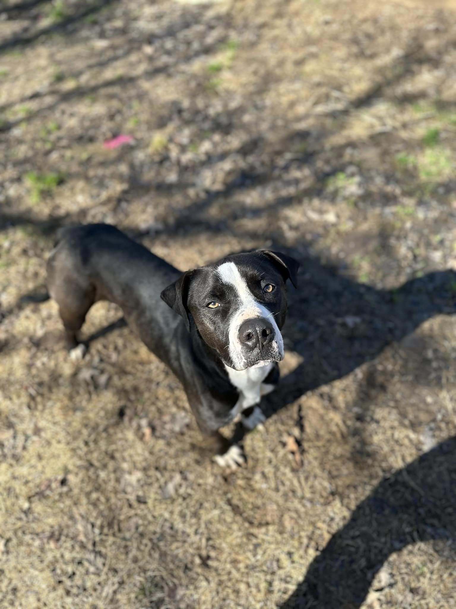 Cash, an adoptable Mountain Cur, Labrador Retriever in Shreveport, LA, 71119 | Photo Image 2