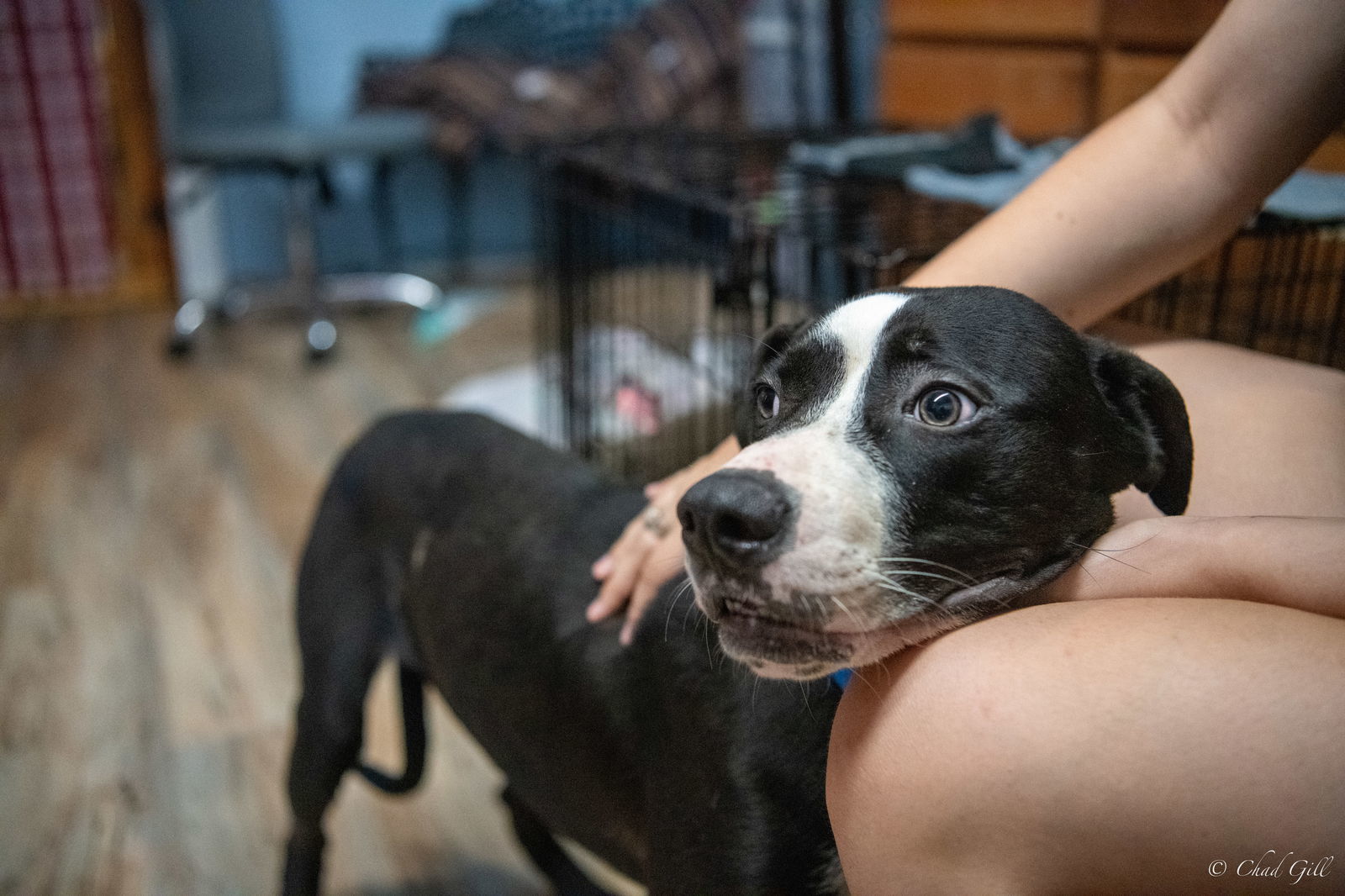 Cash, an adoptable Mountain Cur, Labrador Retriever in Shreveport, LA, 71119 | Photo Image 3