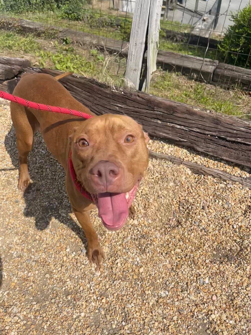 Whiskey, an adoptable Pit Bull Terrier in Roanoke, VA, 24016 | Photo Image 1