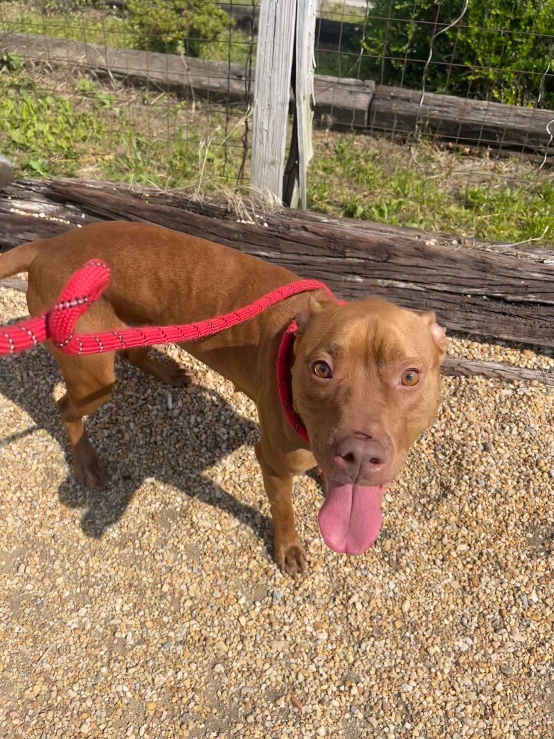 Whiskey, an adoptable Pit Bull Terrier in Roanoke, VA, 24016 | Photo Image 2