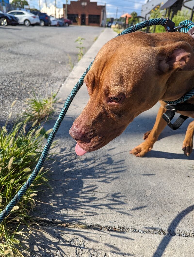 Whiskey, an adoptable Pit Bull Terrier in Roanoke, VA, 24016 | Photo Image 4
