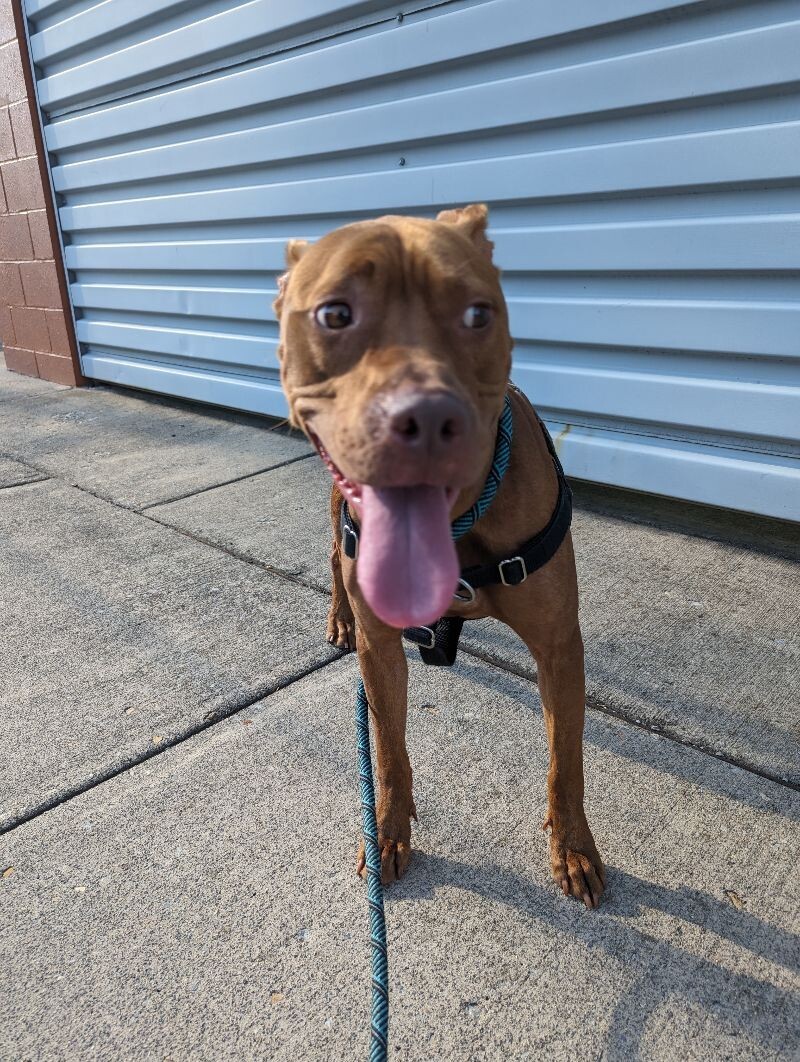 Whiskey, an adoptable Pit Bull Terrier in Roanoke, VA, 24016 | Photo Image 5