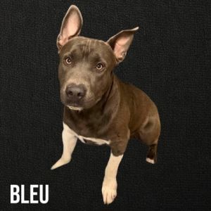 Bleu