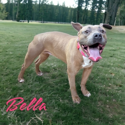 Bella, an adoptable Terrier Mix in Cumberland, MD_image-1