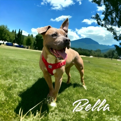 Bella, an adoptable Terrier Mix in Cumberland, MD_image-2