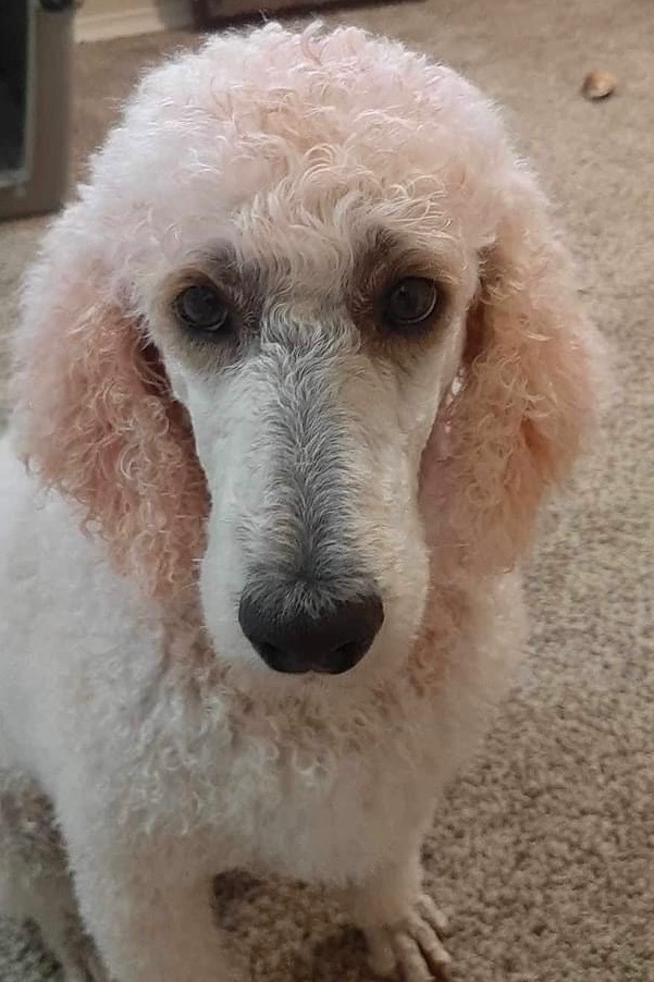 Mackay, an adoptable Standard Poodle in Pocatello, ID, 83201 | Photo Image 2