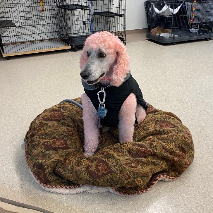 Mackay, an adoptable Standard Poodle in Pocatello, ID, 83201 | Photo Image 3