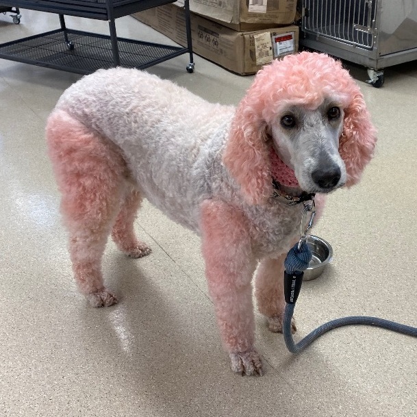 Mackay, an adoptable Standard Poodle in Pocatello, ID, 83201 | Photo Image 1