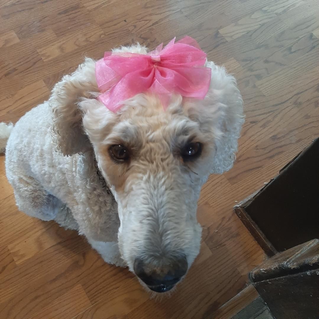 Mackay, an adoptable Standard Poodle in Pocatello, ID, 83201 | Photo Image 4