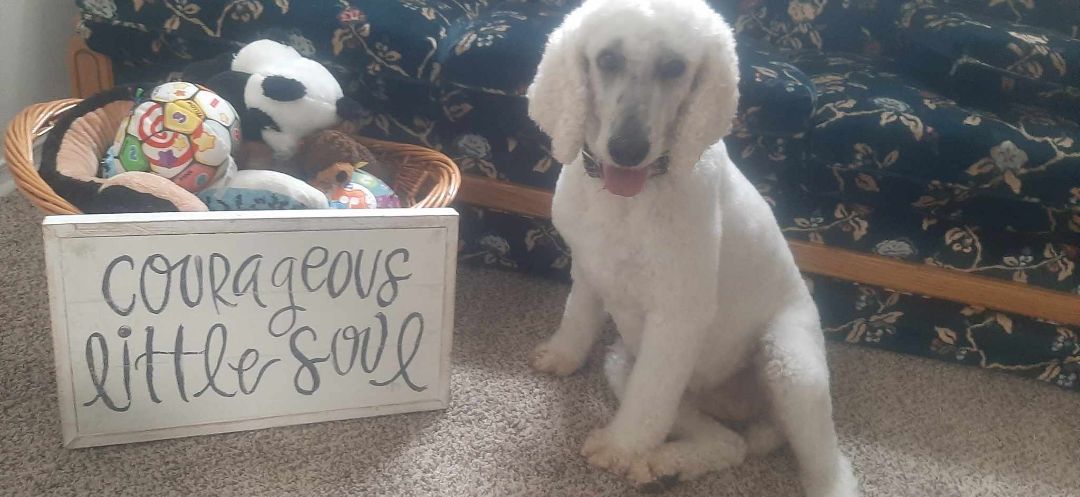 Mackay, an adoptable Standard Poodle in Pocatello, ID, 83201 | Photo Image 5