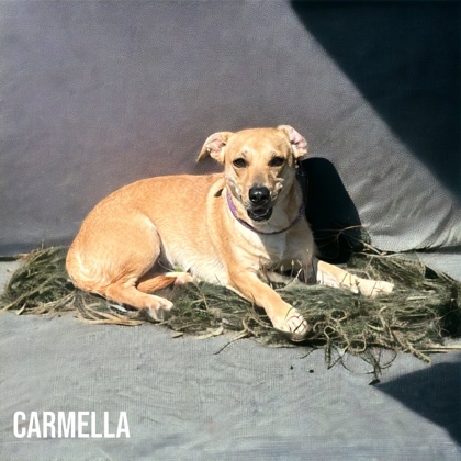 Carmella