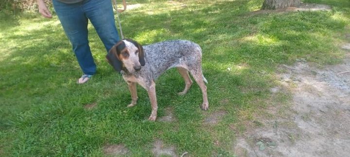 Dixie hot sale coonhound rescue