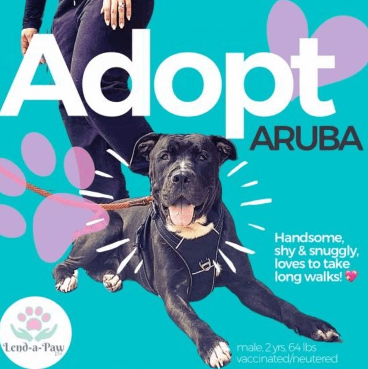 Aruba, an adoptable Pit Bull Terrier in Lynbrook, NY_image-1