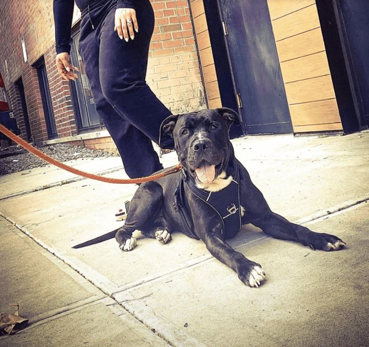 Aruba, an adoptable Pit Bull Terrier in Lynbrook, NY_image-3