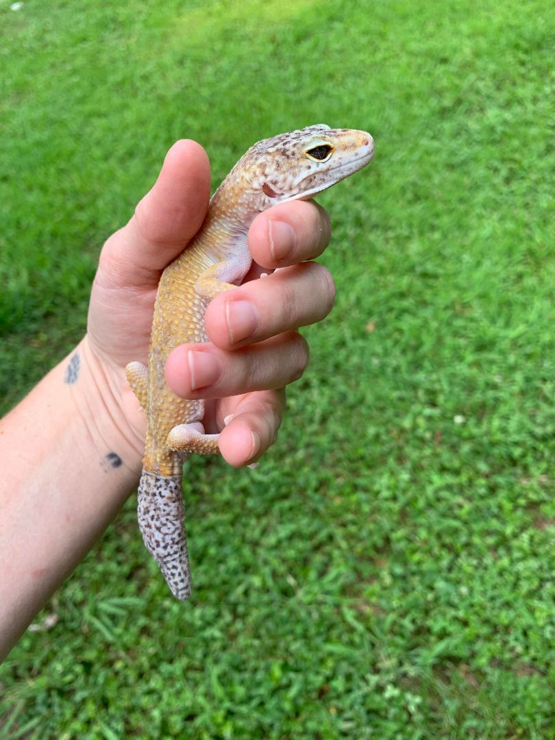 Reptile for adoption Squirtle, a Gecko in Raleigh, NC Petfinder