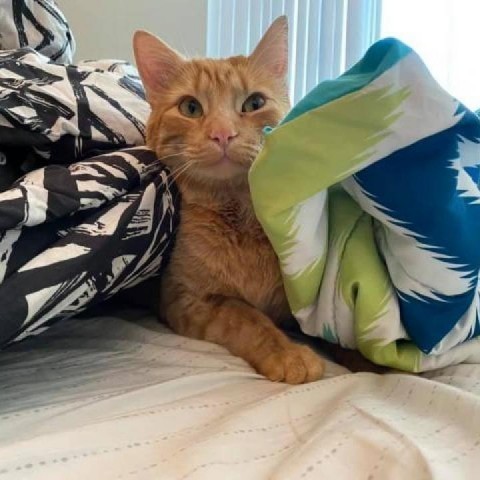 Percy Govindarajan, an adoptable Domestic Short Hair in Eagle Mountain, UT, 84005 | Photo Image 2