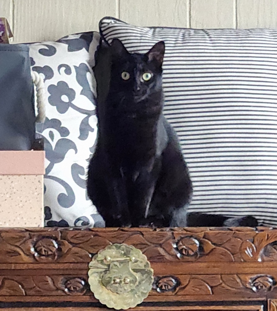 JackBox 2023, an adoptable Domestic Short Hair in Virginia Beach, VA, 23455 | Photo Image 4