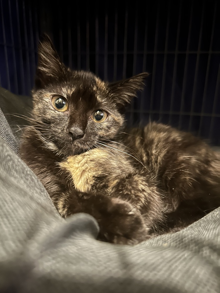 Julia 2023, an adoptable Domestic Short Hair in Virginia Beach, VA, 23455 | Photo Image 1