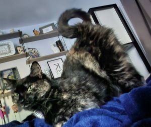 Julia 2023, Adult Female Domestic Short Hair