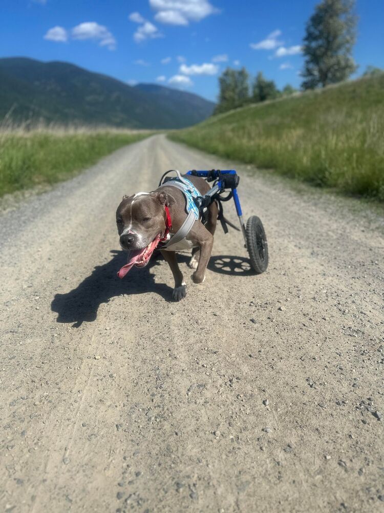 Bandit, an adoptable Pit Bull Terrier in Rathdrum, ID, 83858 | Photo Image 4