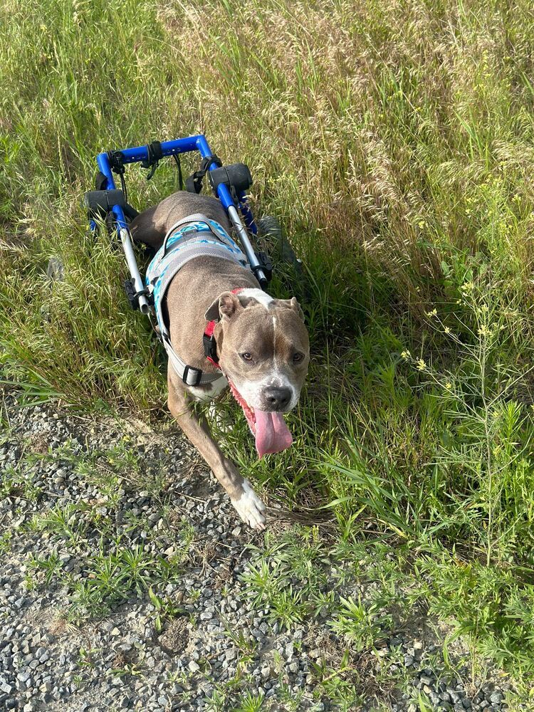 Bandit, an adoptable Pit Bull Terrier in Rathdrum, ID, 83858 | Photo Image 5