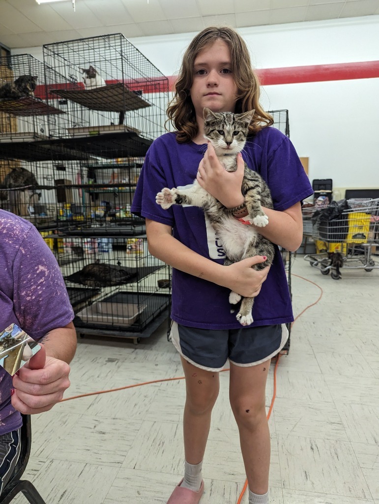 Cat for adoption pepper jr, a Domestic Short Hair in Coshocton , OH