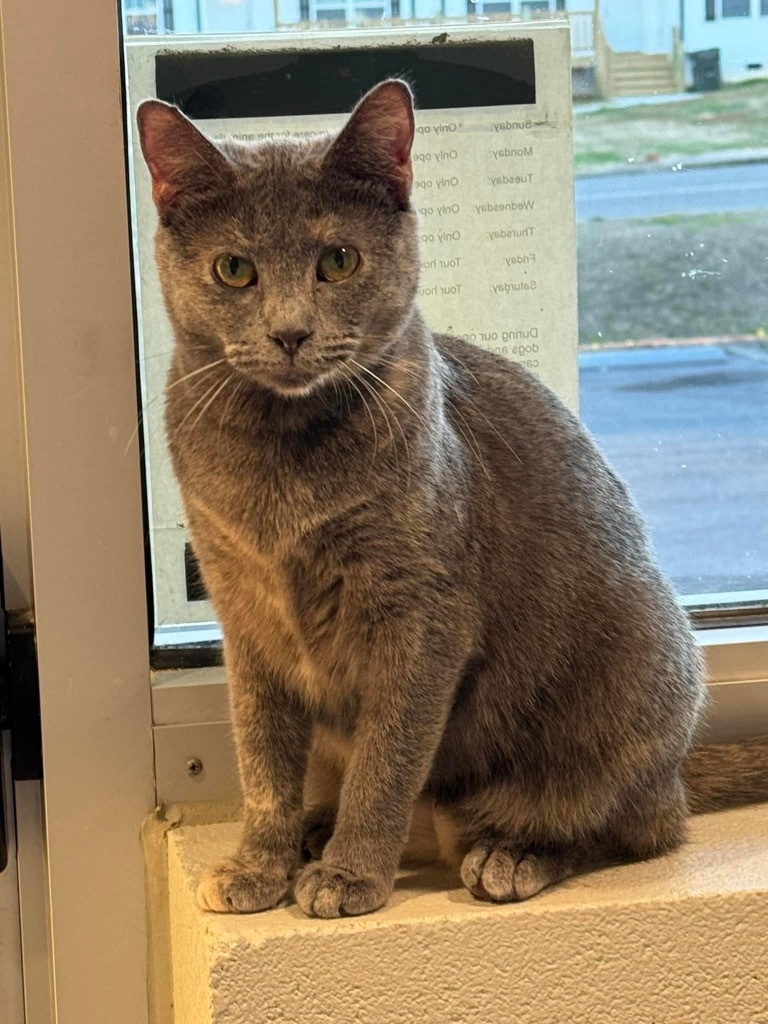 Gio