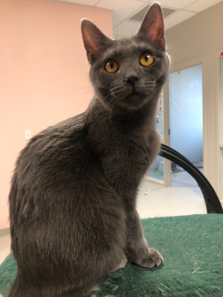 Gio
