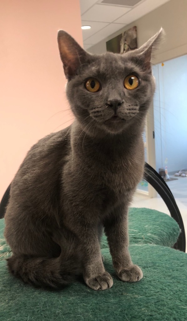 Gio