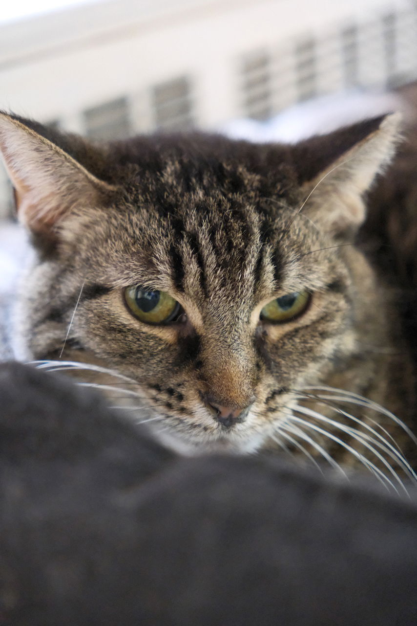 Quinn Sponsored by Julliana, an adoptable Domestic Short Hair, Tabby in Markham, ON, L3R 9A8 | Photo Image 1