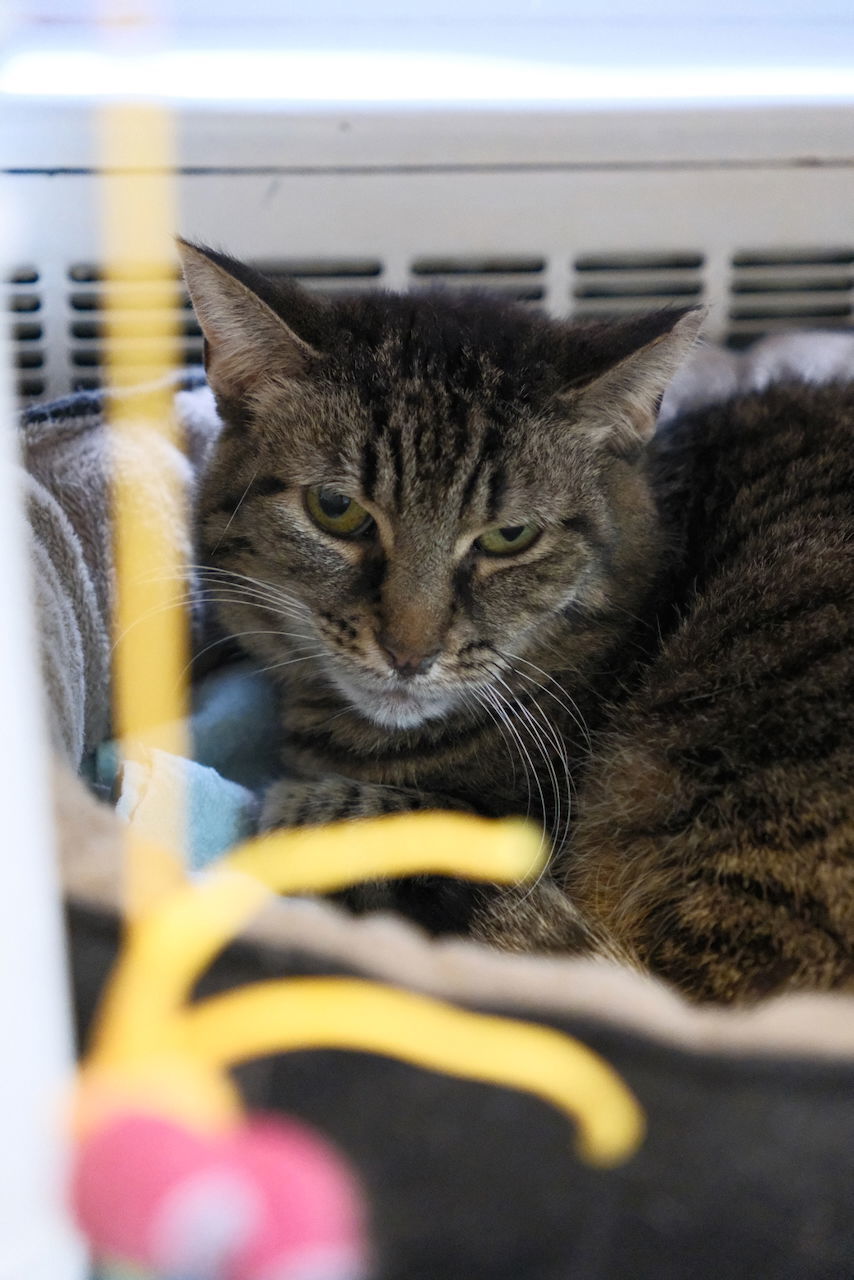 Quinn Sponsored by Julliana, an adoptable Domestic Short Hair, Tabby in Markham, ON, L3R 9A8 | Photo Image 2