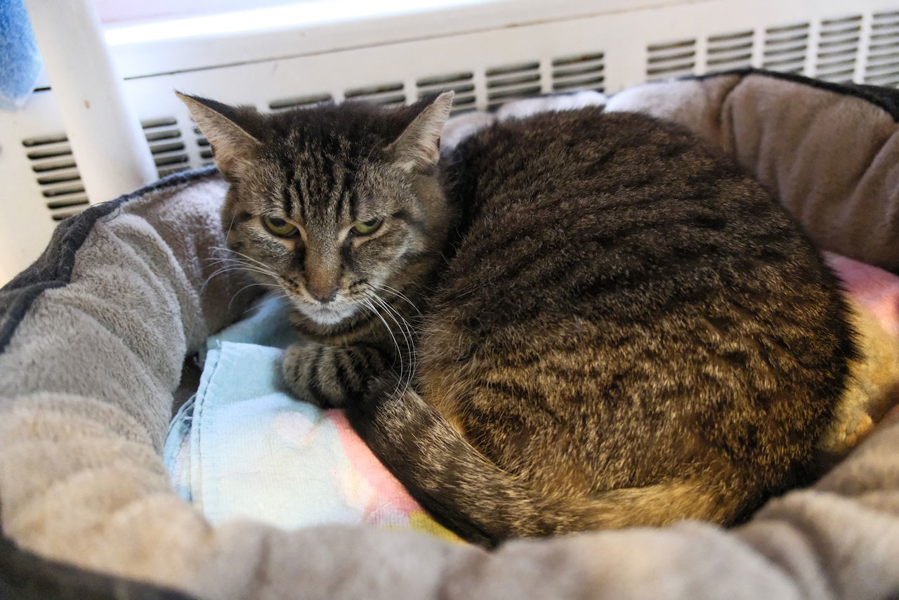 Quinn Sponsored by Julliana, an adoptable Domestic Short Hair, Tabby in Markham, ON, L3R 9A8 | Photo Image 3