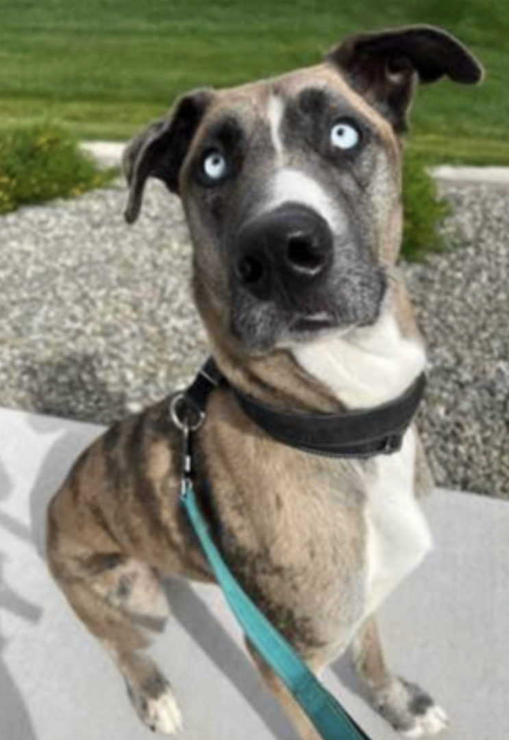 Great dane for sales adoption near me