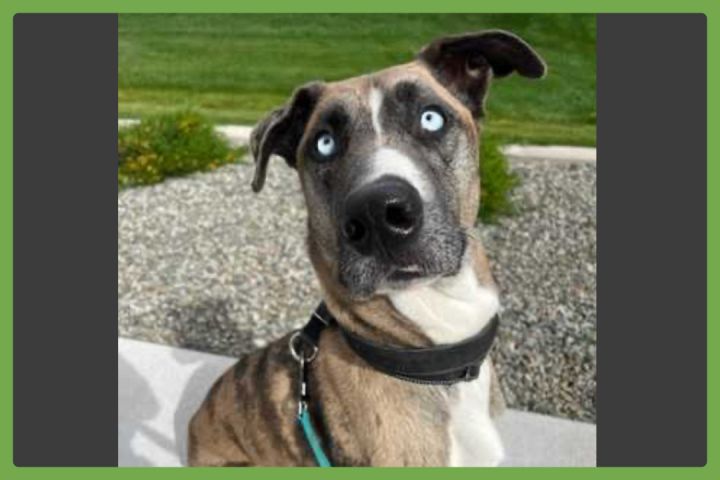 Great dane husky store mix for adoption