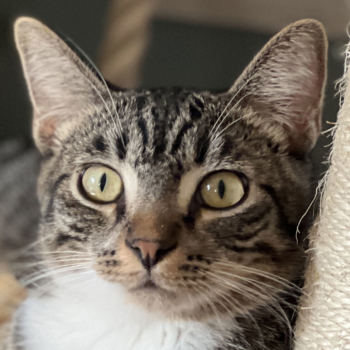 Luciano, an adoptable Domestic Short Hair in Ventura, CA, 93001 | Photo Image 1