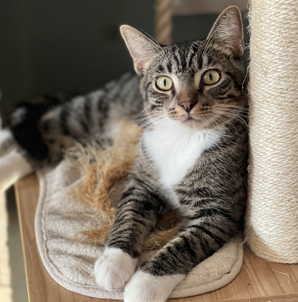 Luciano, an adoptable Domestic Short Hair in Ventura, CA, 93001 | Photo Image 1