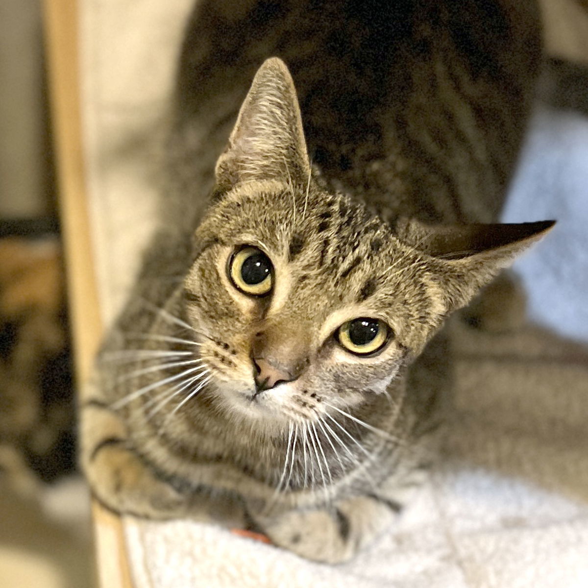 Placido, an adoptable Domestic Short Hair in Ventura, CA, 93001 | Photo Image 1