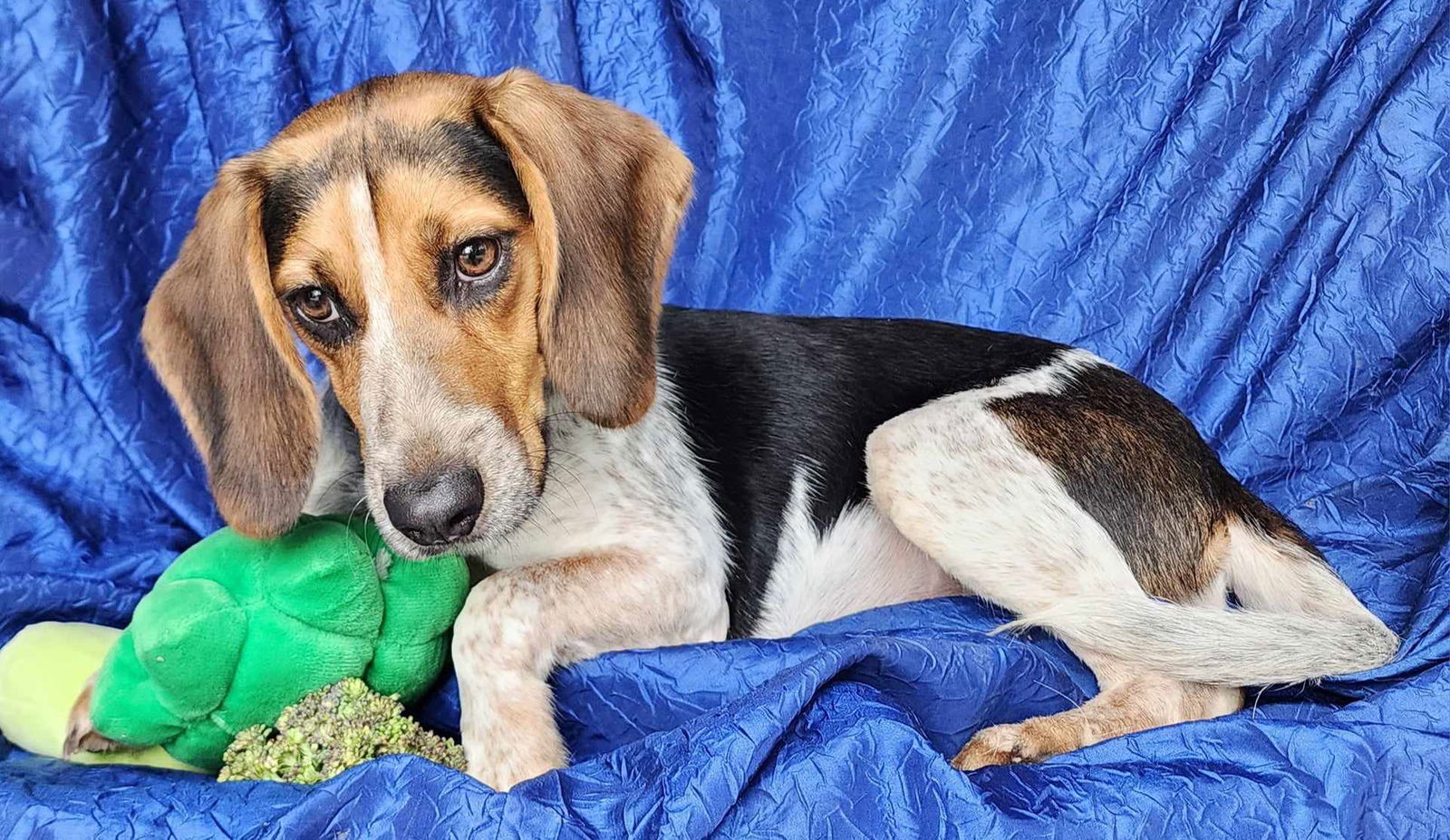 Jolene Beagle, an adoptable Beagle in Cuba, NY, 14727 | Photo Image 2