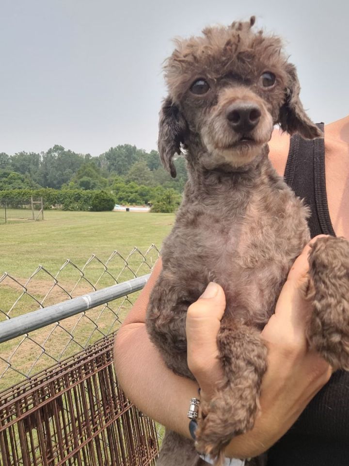 Petfinder miniature clearance poodle