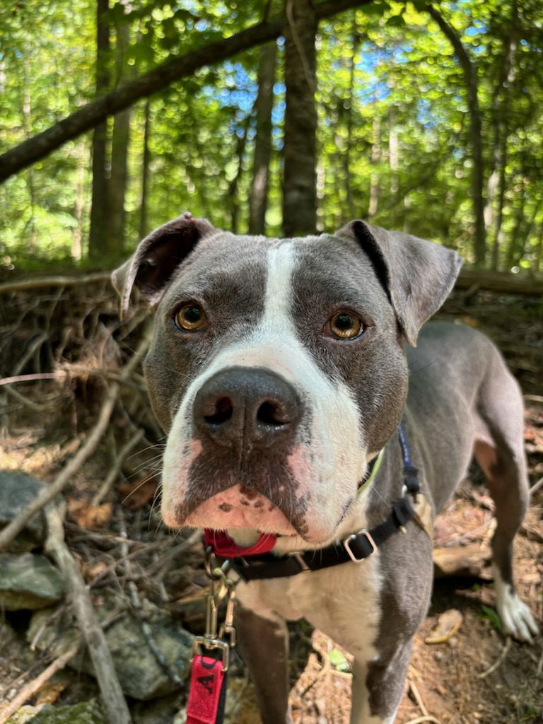 Ronnie