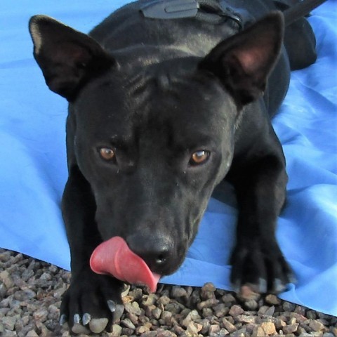 Kylo, an adoptable Mixed Breed in Las Cruces, NM, 88012 | Photo Image 5