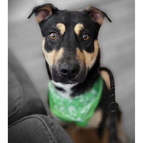 Sassy, an adoptable Mixed Breed in Las Cruces, NM, 88012 | Photo Image 1