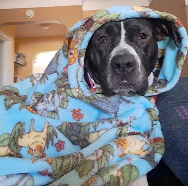Misha, an adoptable American Staffordshire Terrier in Grand Rapids, MI, 49503 | Photo Image 4